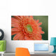 Gerber Daisy Wall Mural