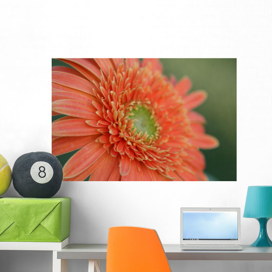 Gerber Daisy Wall Mural