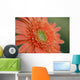 Gerber Daisy Wall Mural