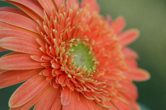 Gerber Daisy Wall Mural