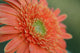 Gerber Daisy Wall Mural