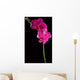 pink orchid Wall Mural