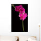 pink orchid Wall Mural