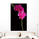 pink orchid Wall Mural