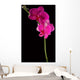 pink orchid Wall Mural