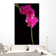 pink orchid Wall Mural