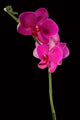 pink orchid Wall Mural