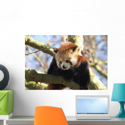 Red Panda shown on a wall
