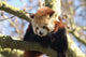 Red Panda