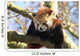 Red Panda