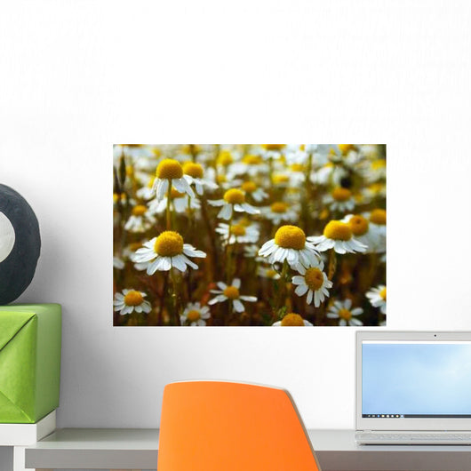 Daisy Meadow Wall Decal