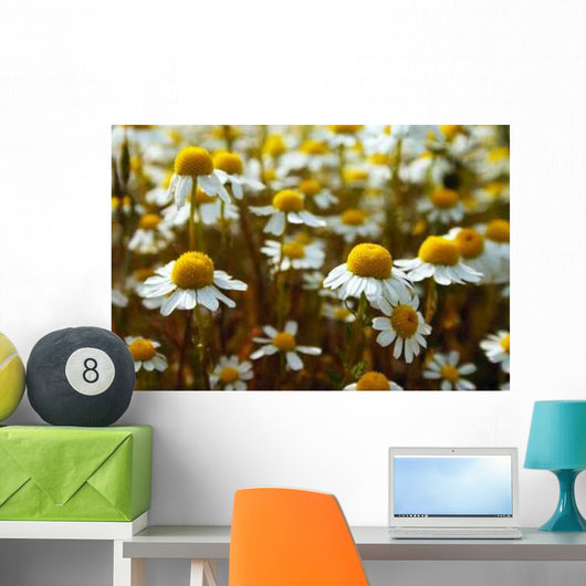 Daisy Meadow Wall Decal