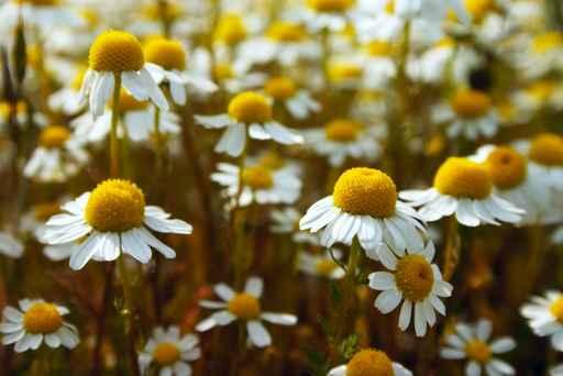 Daisy Meadow Wall Decal