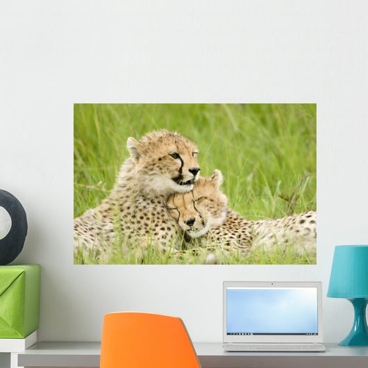 Cheetah Cubs Wall Mural
