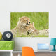 Cheetah Cubs Wall Mural