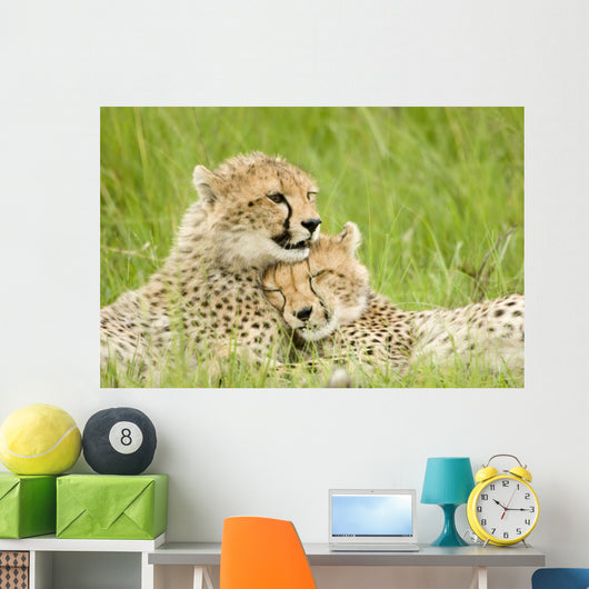 Cheetah Cubs Wall Mural