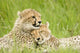 Cheetah Cubs Wall Mural