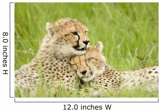 Cheetah Cubs Wall Mural