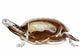 Stuffed Turtle Skeleton Wall Decal