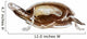 Stuffed Turtle Skeleton Wall Decal