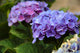 Hydrangea in the Azores Wall Mural