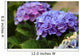 Hydrangea in the Azores Wall Mural