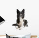 Black and white border collie dog  lying isolated on white Wall Decal