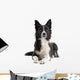Black and white border collie dog  lying isolated on white Wall Decal