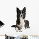 Black and white border collie dog  lying isolated on white Wall Decal