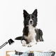Black and white border collie dog  lying isolated on white Wall Decal