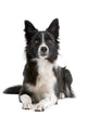 Black and white border collie dog  lying isolated on white Wall Decal