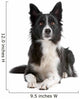 Black and white border collie dog  lying isolated on white Wall Decal