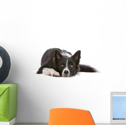Border collie dog resting, isolated on a white background Wall Decal