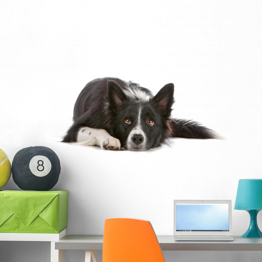 Border collie dog resting, isolated on a white background Wall Decal
