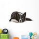 Border collie dog resting, isolated on a white background Wall Decal