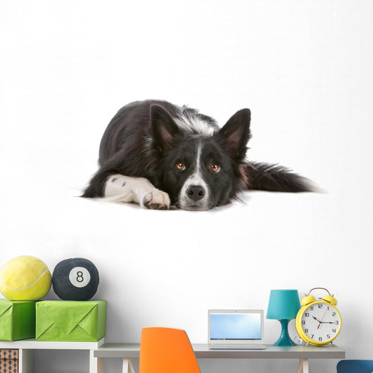 Border collie dog resting, isolated on a white background Wall Decal