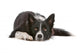 Border collie dog resting, isolated on a white background Wall Decal