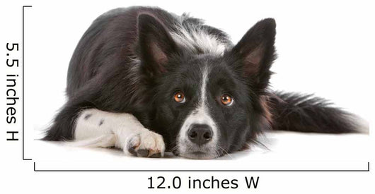 Border collie dog resting, isolated on a white background Wall Decal
