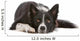 Border collie dog resting, isolated on a white background Wall Decal