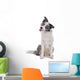Blue merle border collie dog sitting , looking at camera Wall Decal