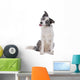 Blue merle border collie dog sitting , looking at camera Wall Decal