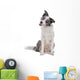 Blue merle border collie dog sitting , looking at camera Wall Decal