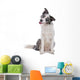 Blue merle border collie dog sitting , looking at camera Wall Decal