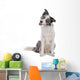 Blue merle border collie dog sitting , looking at camera Wall Decal
