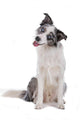 Blue merle border collie dog sitting , looking at camera Wall Decal