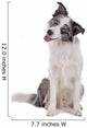 Blue merle border collie dog sitting , looking at camera Wall Decal