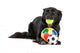 Cute black border collie dog playing with balls Wall Decal