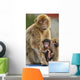 Monkey and Its Baby Wall Mural