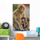 Monkey and Its Baby Wall Mural
