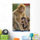 Monkey and Its Baby Wall Mural